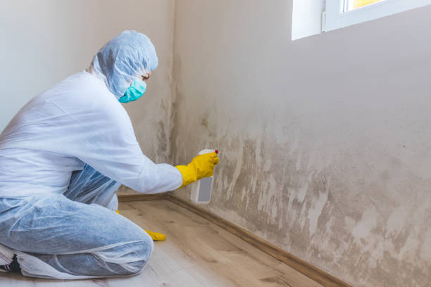 Licensed Mold Remediation service in Belle Haven, VA - WQB Mold Removal