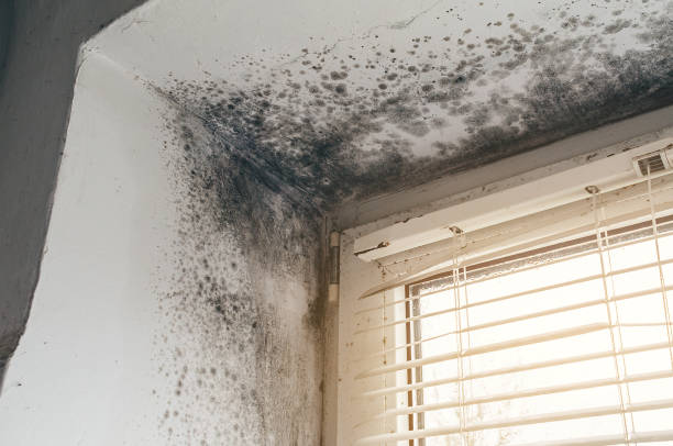 Affordable Mold Remediation solutions in Belle Haven, VA
